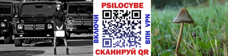 Купить где  Любань  Галлюциногенные грибы Psilocybe 